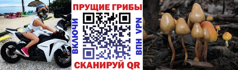 где купить наркотик  это телеграм  Псилоцибиновые грибы Magic Shrooms  Павловская 